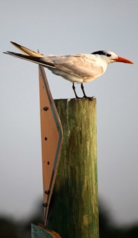 Bird on Post (click to enlarge)